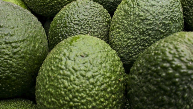 standard_palta_3.jpg